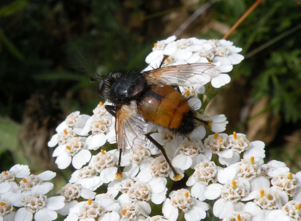 Se  un Tachinidae...